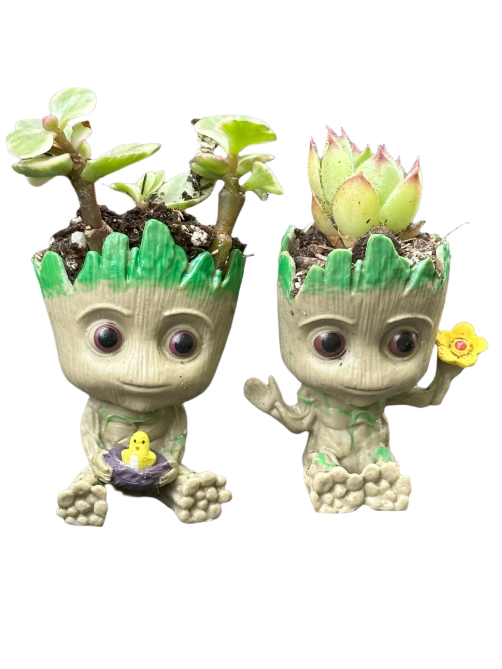 groot air plant Little Sprot – Turn A New Leaf NJ